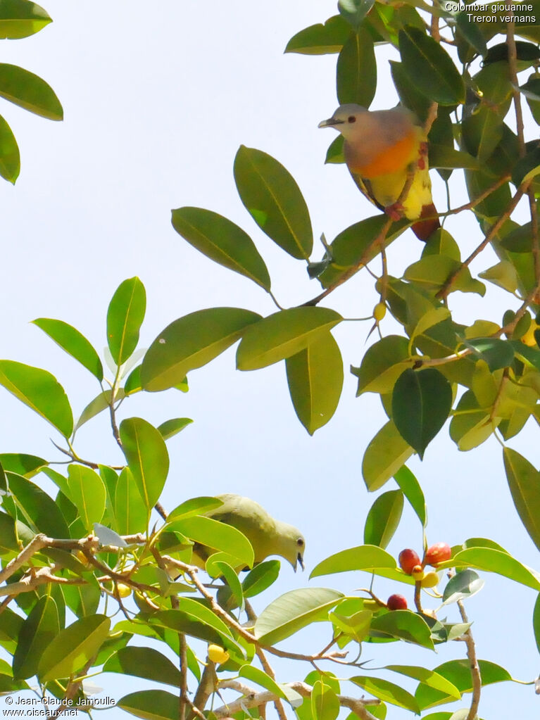 Pink-necked Green Pigeon , feeding habits