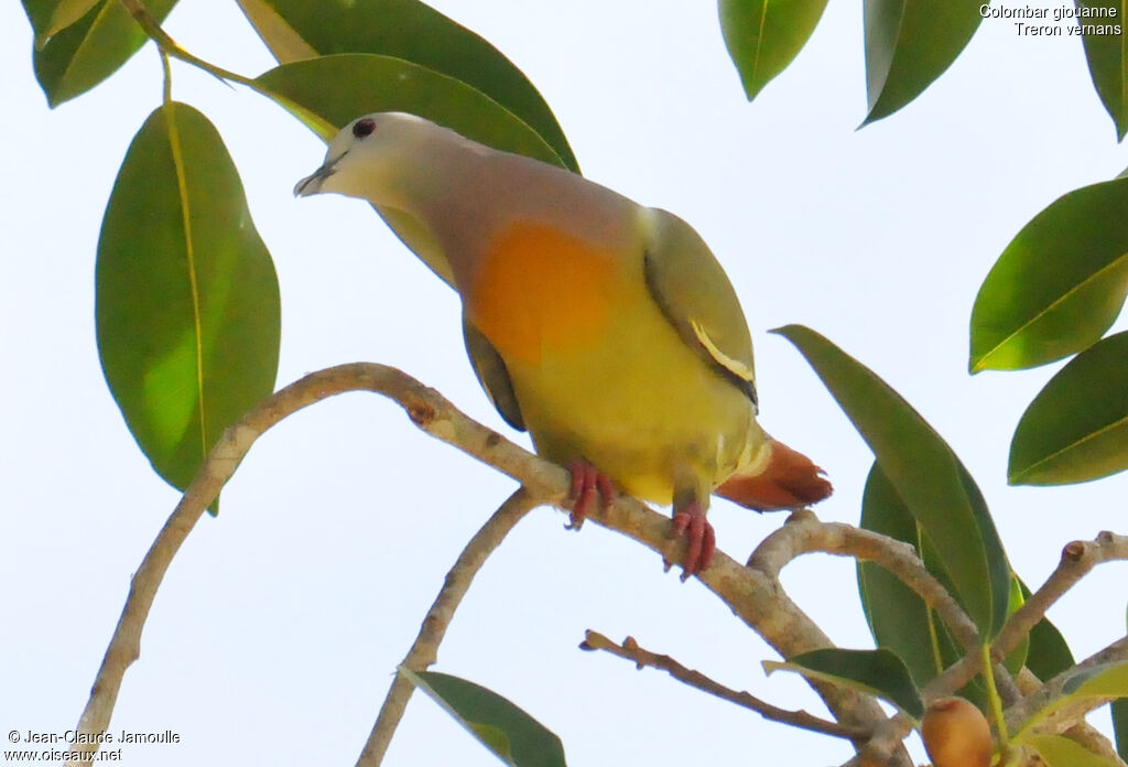 Pink-necked Green Pigeon male