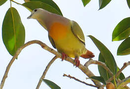 Pink-necked Green Pigeon