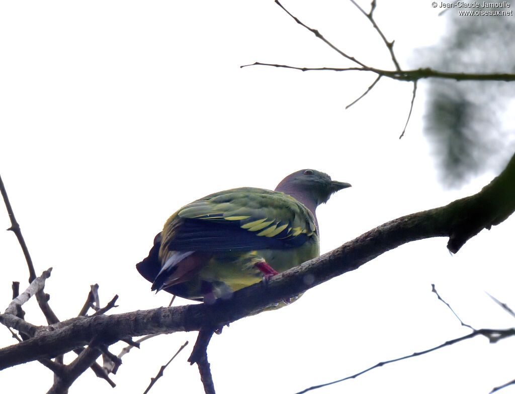 Pink-necked Green Pigeon