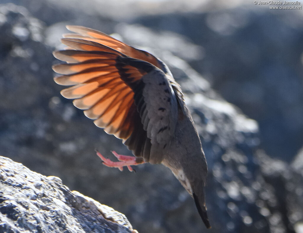 Common Ground Dove