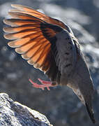 Common Ground Dove