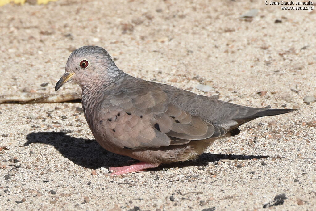 Common Ground Dove