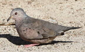 Common Ground Dove