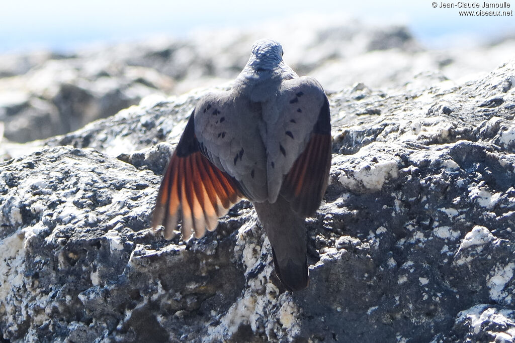 Common Ground Dove