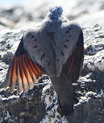 Common Ground Dove