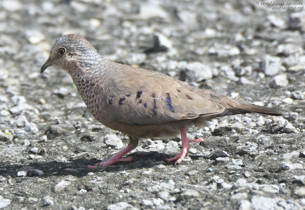 Common Ground Dove