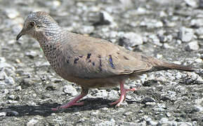 Common Ground Dove