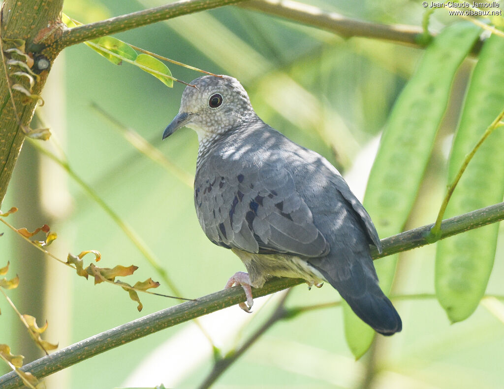 Common Ground Dove