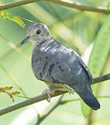 Common Ground Dove