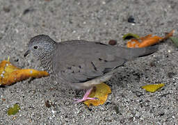 Common Ground Dove