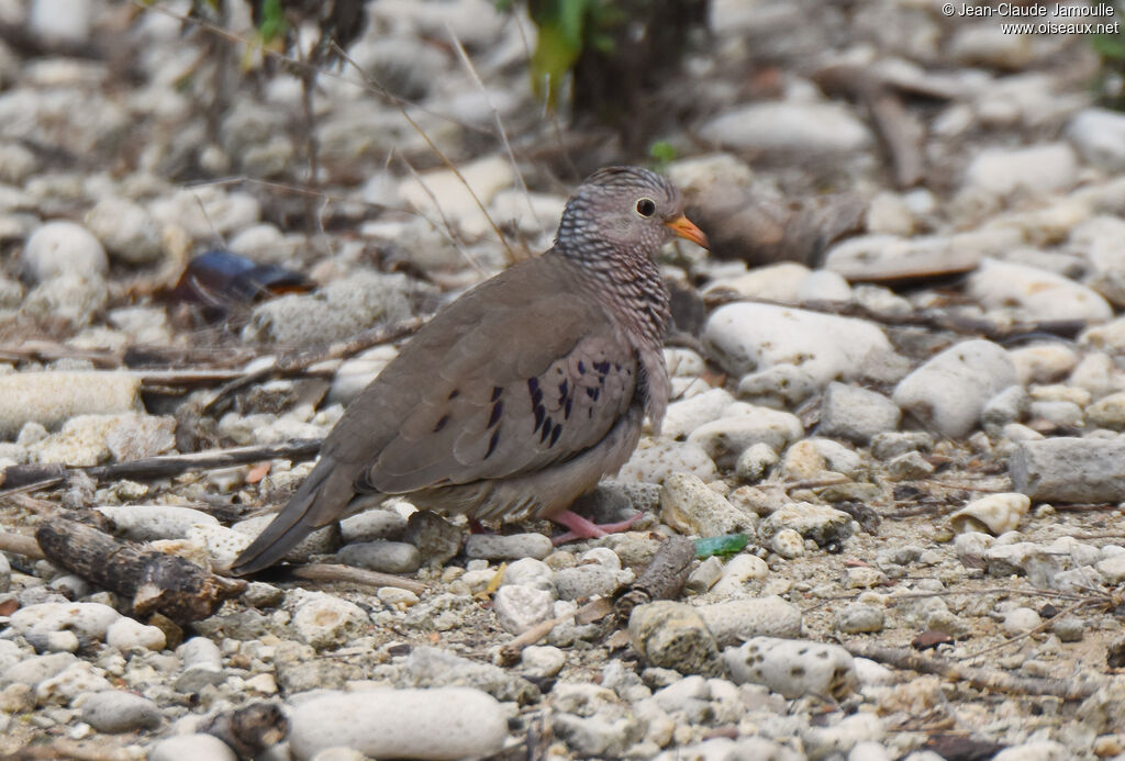 Common Ground Dove