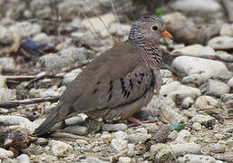 Common Ground Dove