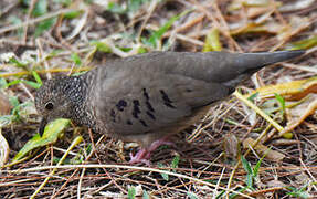 Common Ground Dove