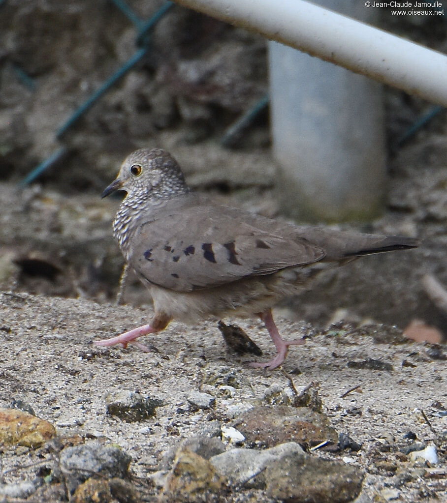 Common Ground Dove