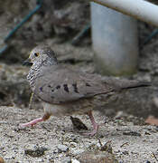 Common Ground Dove