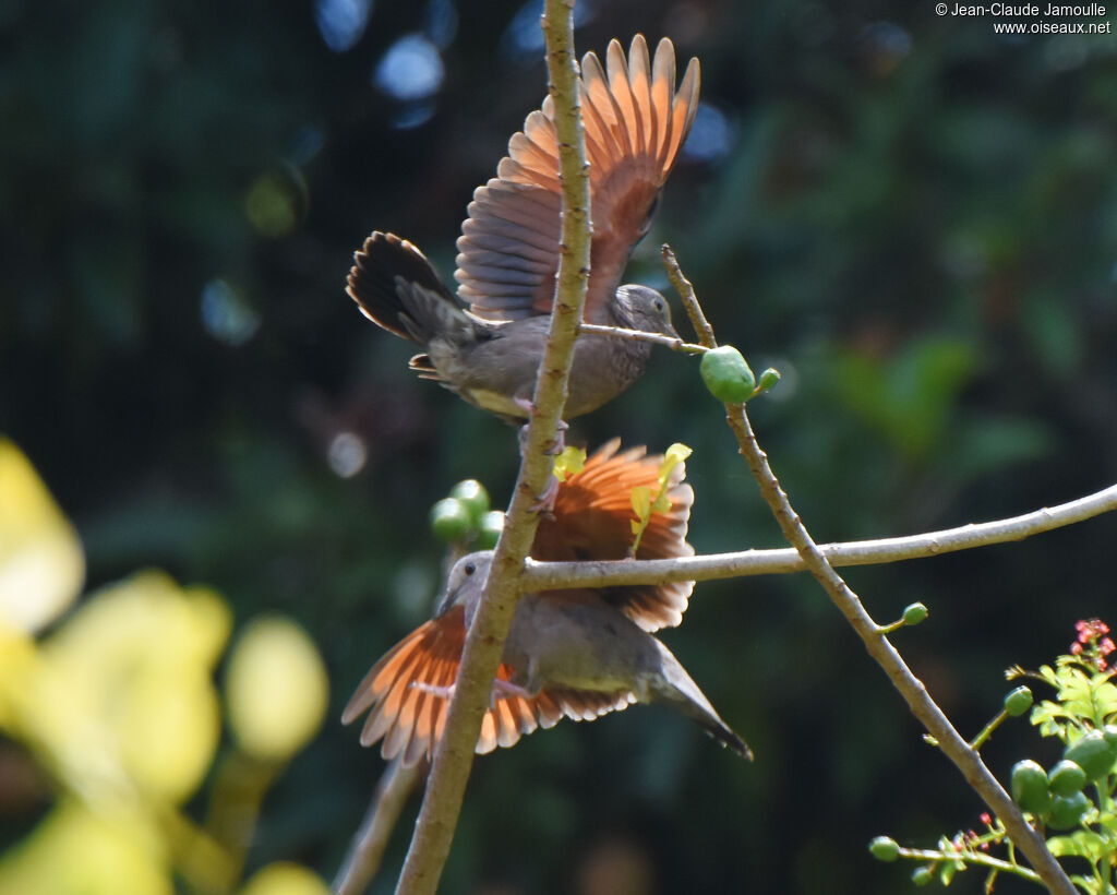 Common Ground Dove