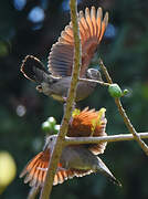 Common Ground Dove