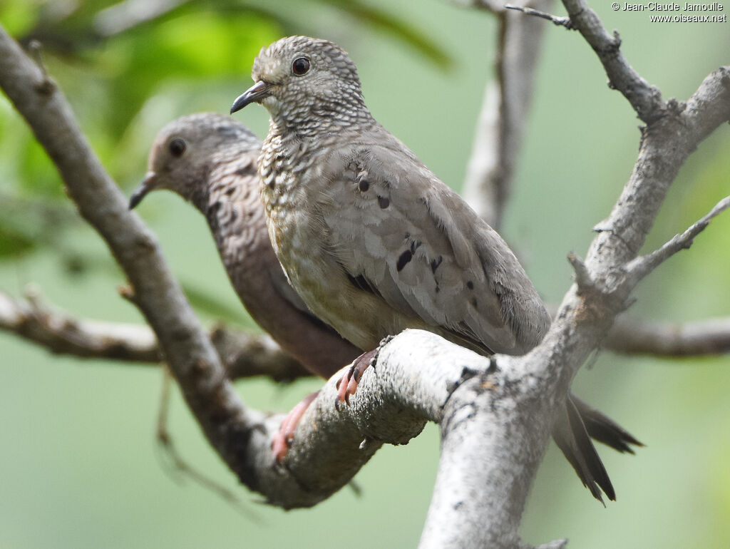 Common Ground Dove