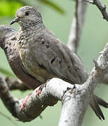 Common Ground Dove