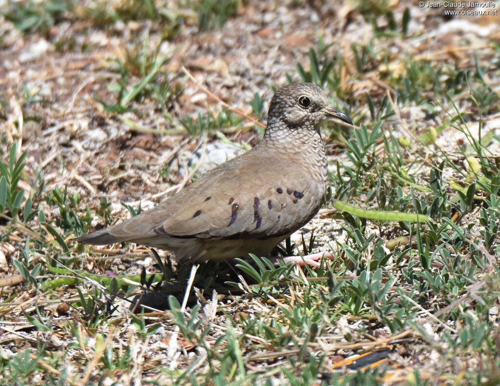 Common Ground Dove