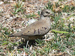 Common Ground Dove