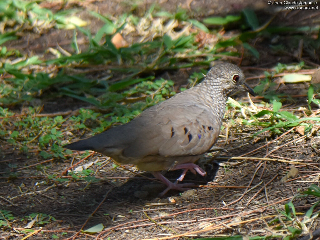 Common Ground Dove