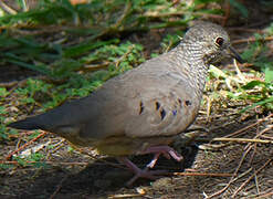 Common Ground Dove