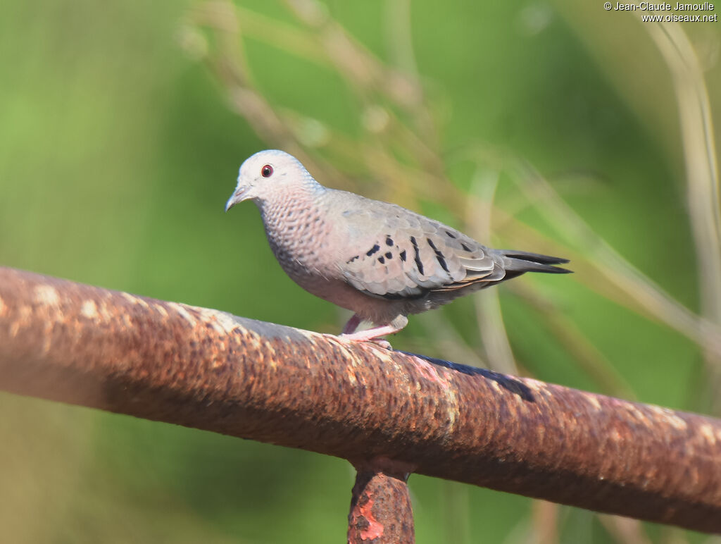 Common Ground Dove