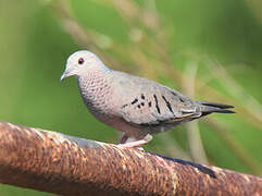 Common Ground Dove