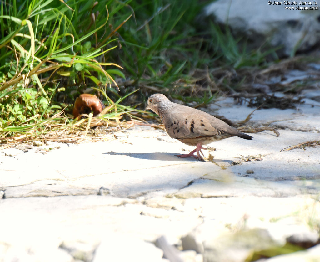 Common Ground Dove