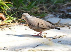 Common Ground Dove