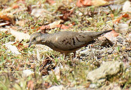 Common Ground Dove