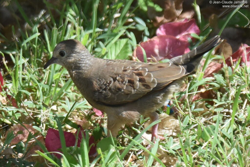 Common Ground Dove