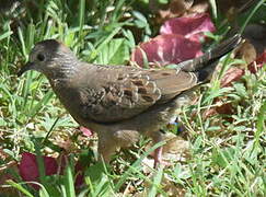 Common Ground Dove