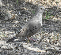 Common Ground Dove