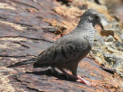 Common Ground Dove