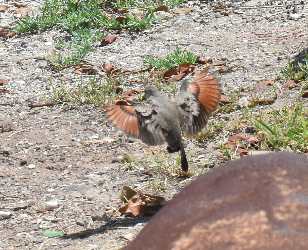 Common Ground Dove