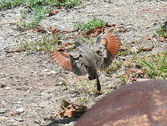 Common Ground Dove