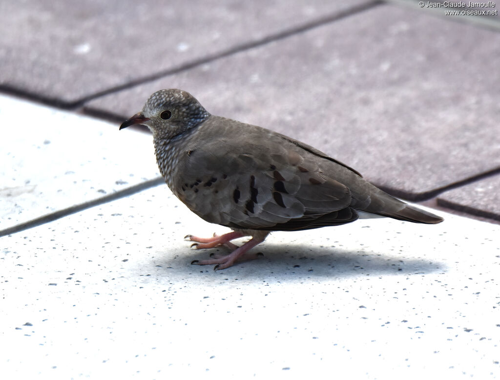 Common Ground Dove