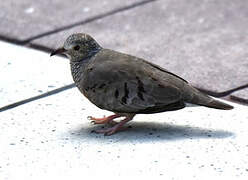 Common Ground Dove