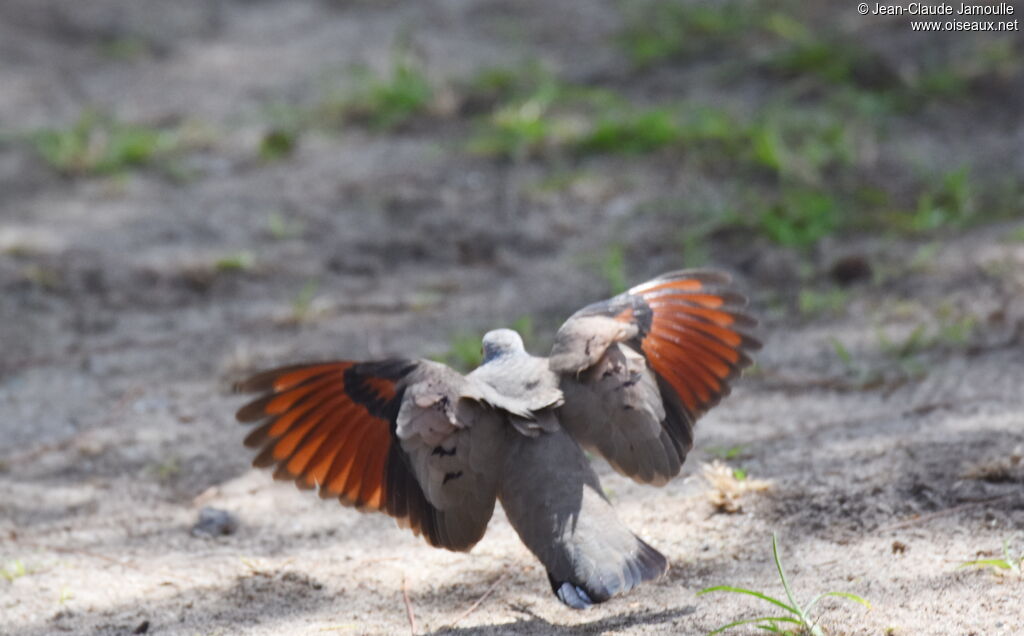 Common Ground Dove