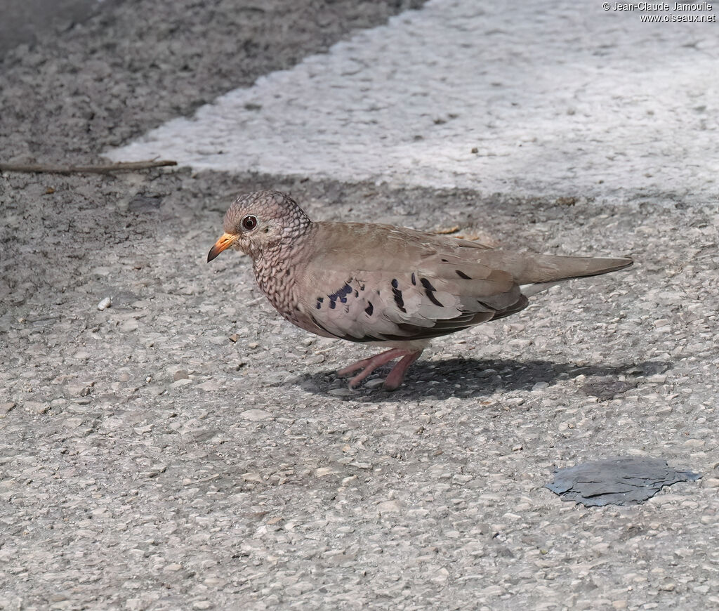Colombe à queue noire