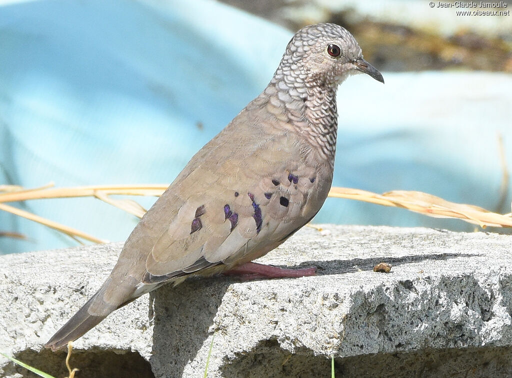 Common Ground Dove