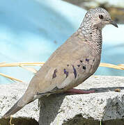 Common Ground Dove