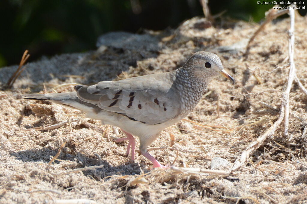 Common Ground Dove