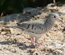 Common Ground Dove