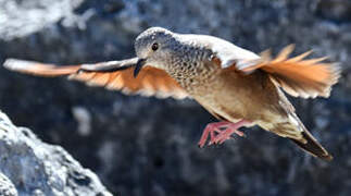 Common Ground Dove