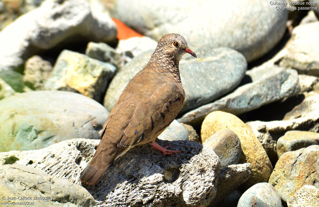 Common Ground Dove