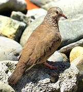 Common Ground Dove